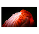 Apple Pro Display XDR